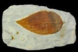 Fossil Hackberry (Celtis) Leaf - Montana #120848-1